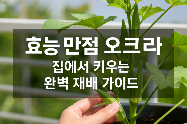 오크라 재배